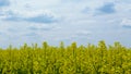 Yellow rapeseed canola field closeup. blooming bright yellow flowers. blue sky Royalty Free Stock Photo