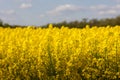 yellow rapeseed canola field and dramatic blue, white storm cloud