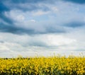 yellow rapeseed canola field at spring time with dramtic sky