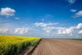 Yellow rapeseed colza field, of canola yellow flowers, in an agricultural landscape with blue sky next to recenty ploughed plowed