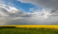 Colza Seeds. Oil. Spring. Field. Stormy. Sky Royalty Free Stock Photo