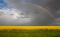 Colza. Seeds. Oil. Spring. Field. Stormy. Sky Royalty Free Stock Photo