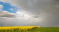 Spring. Colza Seeds. Oil. Field. Stormy Sky Royalty Free Stock Photo