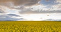 Field. Colza. Seeds. Oil. Spring. Stormy. Sky Royalty Free Stock Photo