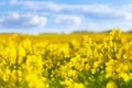 Yellow rapeseed field against blue sky background. Blooming canola flowers Royalty Free Stock Photo