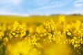 Yellow rapeseed field against blue sky background. Blooming canola flowers