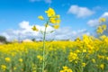 Yellow rapeseed field against blue sky with clouds background. Blooming canola flowers. Brassica Rapa Royalty Free Stock Photo