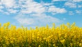 Yellow rapeseed field against blue sky nature background. Blooming canola flowers Royalty Free Stock Photo