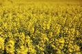 Yellow rapeseed field background top view. Yellow canola agricultural field texture. Agricultural field aerial drone Royalty Free Stock Photo