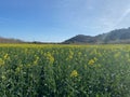 Yellow rapeseed field in bloom with an electricity tower on a blue sky agriculture landscape Royalty Free Stock Photo