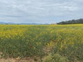 Yellow rapeseed field in bloom on a plain landscape with bright cloudscape sky Royalty Free Stock Photo