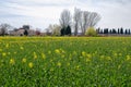 Yellow rapeseed field in bloom on a rural landscape Royalty Free Stock Photo