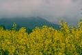 Yellow rapeseed field in bloom rural landscape Royalty Free Stock Photo