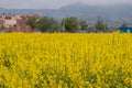 Yellow rapeseed field in bloom rural landscape Royalty Free Stock Photo