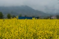 Yellow rapeseed field in bloom rural landscape Royalty Free Stock Photo