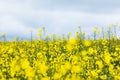 Yellow rapeseed field. Blooming canola flowers. Agroindustry Royalty Free Stock Photo