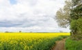 Yellow Rapeseed field and blue cloudy sky on spring hot day. Usual rural England landscape in Yorkshire Royalty Free Stock Photo