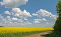 yellow rapeseed field, blue sky with clouds Royalty Free Stock Photo