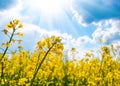 Yellow rapeseed field and blue sky with clouds on a sunny day Royalty Free Stock Photo