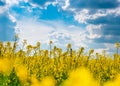 Yellow rapeseed field and blue sky with clouds on a sunny day Royalty Free Stock Photo