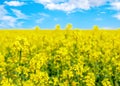 Yellow rapeseed field and blue sky with clouds on a sunny day Royalty Free Stock Photo