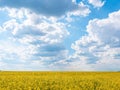 Yellow rapeseed field and blue sky with clouds on a sunny day Royalty Free Stock Photo