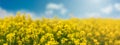 Yellow rapeseed field with blue sky, flowering plants close up. Color wide-angle agricultural background with copy space Royalty Free Stock Photo