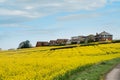 Yellow Rapeseed field and blue sky on spring day. Usual rural England landscape in Yorkshire Royalty Free Stock Photo