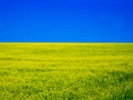 Yellow rapeseed field and blue sky in summer sunny day landscape like flag of Ukraine Royalty Free Stock Photo