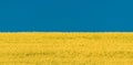Yellow Rapeseed Field And Blue Sky In Summer Sunny Day. Landscape Like Flag Of Ukraine Royalty Free Stock Photo