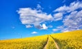 Yellow rapeseed field with blue sky and white clouds clouds Royalty Free Stock Photo