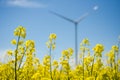 Yellow rapeseed field and blurred wind turbine, background of blue sky and white clouds, source of alternative energy Royalty Free Stock Photo