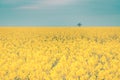 Yellow rapeseed field, Brassica napus in Bulgaria, cultivated for vegetable oil for human consumption, forage and