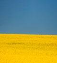 Yellow Rapeseed Field And Bright Blue Sky In Summer Sunny Day. Landscape Like Flag Of Ukraine. Concept Of National Flag Royalty Free Stock Photo