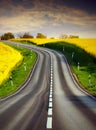 Yellow rapeseed field and a emty road Royalty Free Stock Photo