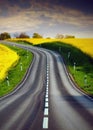 Yellow rapeseed field and a emty road Royalty Free Stock Photo