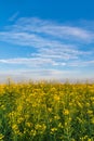 Yellow rapeseed field. Endless Field of Rapeseed blossoming, agricultural Landscape under Blue Sky with Clouds Royalty Free Stock Photo