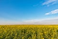 Yellow rapeseed field. Endless Field of Rapeseed blossoming, agricultural Landscape under Blue Sky with Clouds Royalty Free Stock Photo