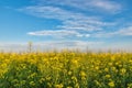 Yellow rapeseed field. Endless Field of Rapeseed blossoming, agricultural Landscape under Blue Sky with Clouds Royalty Free Stock Photo