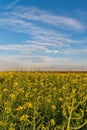 Yellow rapeseed field. Endless Field of Rapeseed blossoming, agricultural Landscape under Blue Sky with Clouds Royalty Free Stock Photo