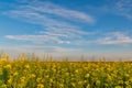 Yellow rapeseed field. Endless Field of Rapeseed blossoming, agricultural Landscape under Blue Sky with Clouds Royalty Free Stock Photo