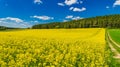 Golden field of flowering rapeseed with beautiful clouds on sunny blue sky Royalty Free Stock Photo