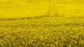 Yellow rapeseed field, flowering plants Royalty Free Stock Photo