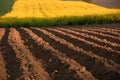 Yellow rapeseed field and freshly plowed brown field