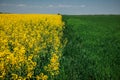 Yellow rapeseed field and green field of wheat under the blue sky.