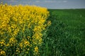 Yellow rapeseed field and green field of wheat under the blue sky.