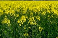 Yellow rapeseed field in Kumla Narke Sweden Royalty Free Stock Photo