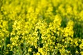 Yellow rapeseed field in Kumla Narke Sweden Royalty Free Stock Photo