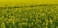 Yellow rapeseed field in Kumla Narke Sweden Royalty Free Stock Photo