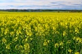 Yellow rapeseed field in Kumla Narke Sweden Royalty Free Stock Photo